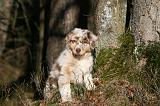 BERGER AUSTRALIEN PUPPIES 586